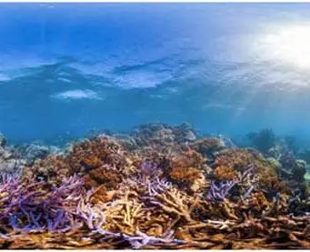 Coral reef survey