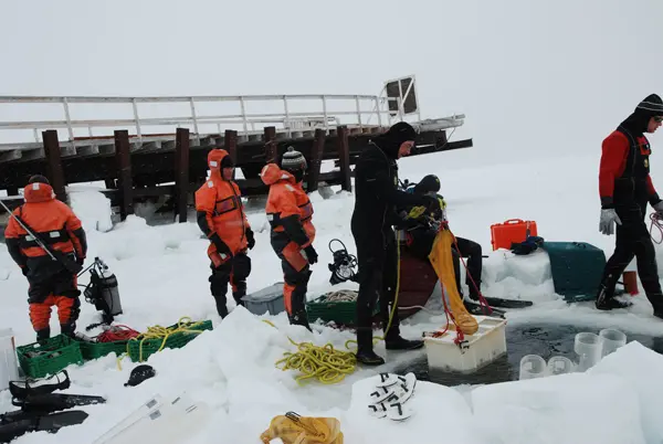 Collecting benthic organisms for ocean acidification pertubatino experiments, Svalbard, Norway