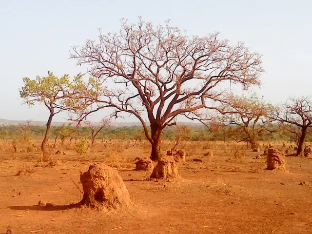 Termitières en Guinée