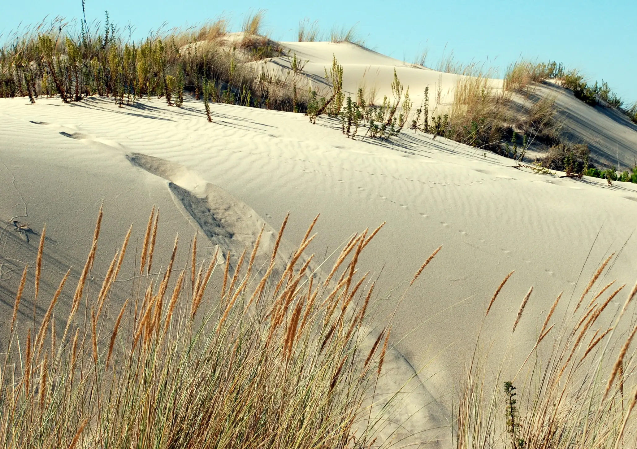 Doñana dunes in Spain