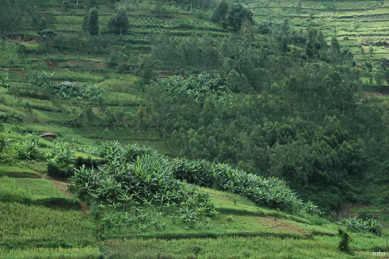 Forest landscape restoration in Rwanda