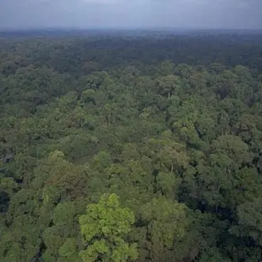 Forest in Lao PDR