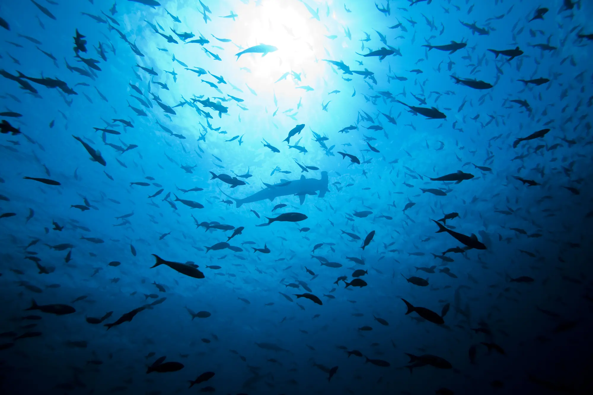 Marine Protected Areas cover almost 3% of the ocean