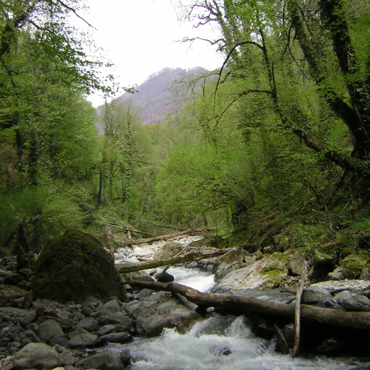 Lagodekhi Nature Reserve, Georgia