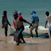 Fishermen unloading fish, Mauritania