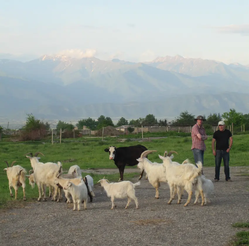 Megralian Goat and Georgian Mountain Cows
