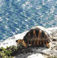 A radiated tortoise skirting the precipice brink above the Indian Ocean at Cap Ste. Marie in southern Madagascar.