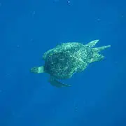 Turtle in Tubbataha Reefs Natural Park
