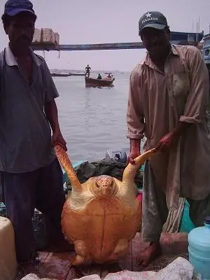 The Loggerhead Turtle at Karachi, Pakistan.