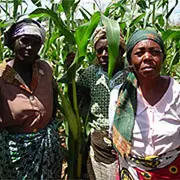 Women participating in an FAO Farmer Field School focusing on tree planting in Kitui District, Kenya
