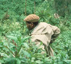 Gorilla guard in Volcano National Park, Rwanda