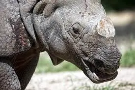 Rhino horn - Wildlife trade