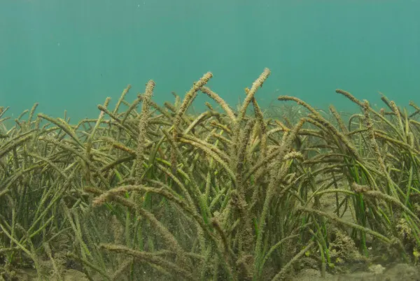 Seagrass, Madagascar