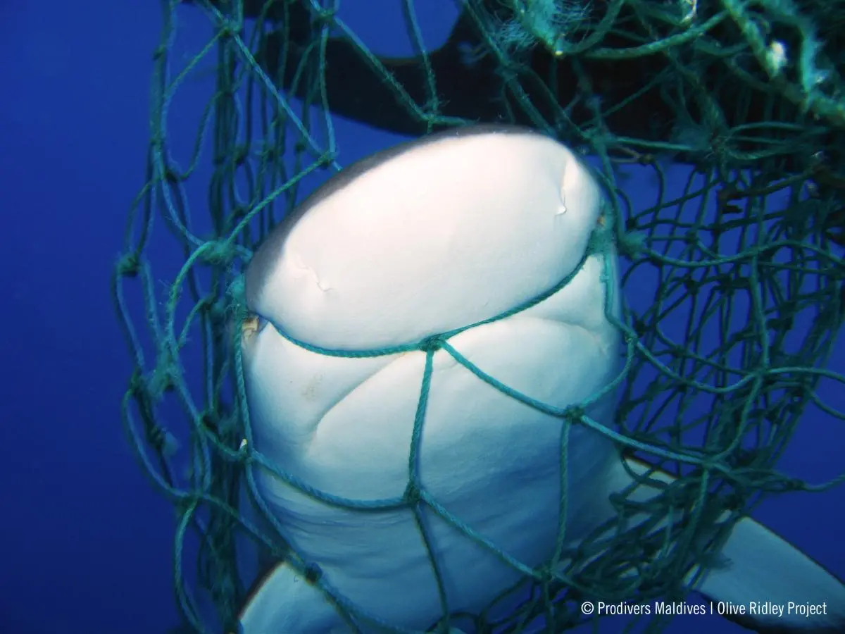 Shark entangled in a ghost net. Maldives