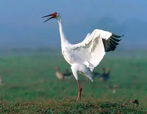 Last siberian crane (Grus leucogeranus) in India