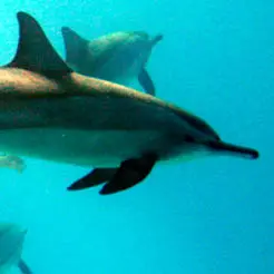 Spinner dolphins in the Red Sea marine protected area (Egypt)