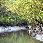 Sundarban mangroves