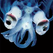 Deep-sea squid (Teuthowenia pellucida)