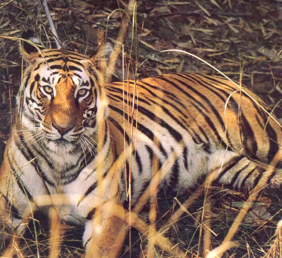 Tiger at Chitwan National Park, Nepal