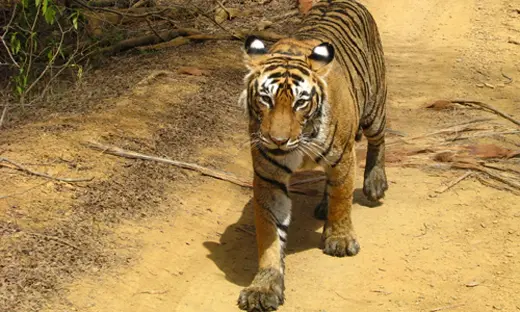 Tiger in Ranthambore National Park in India