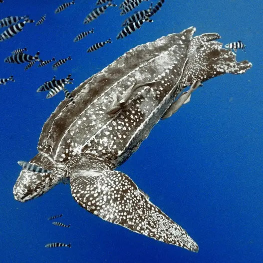 Leatherback turtle swimming amongst fish