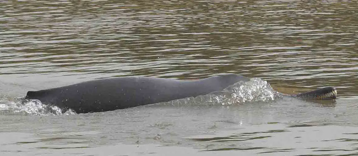 Ganges River dolphin (Platanista gangetica gangetica)