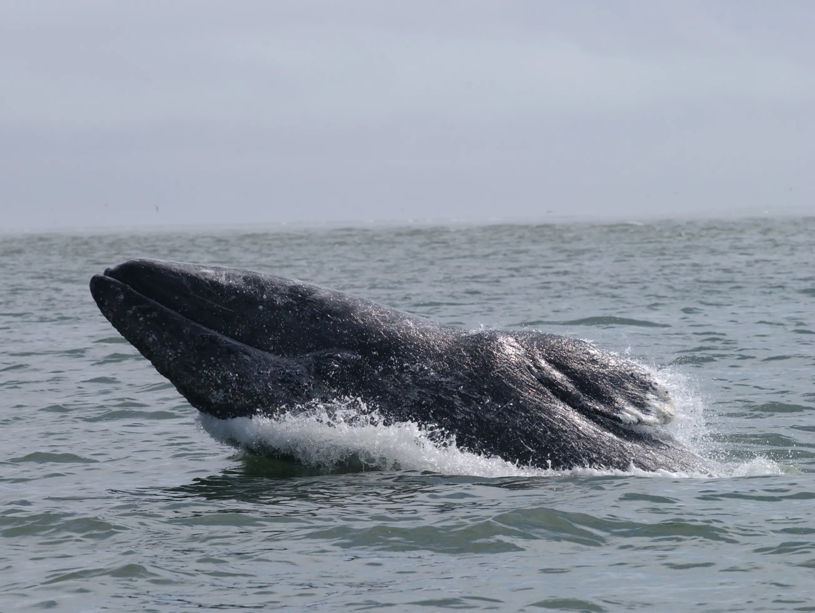 Western Gray Whale