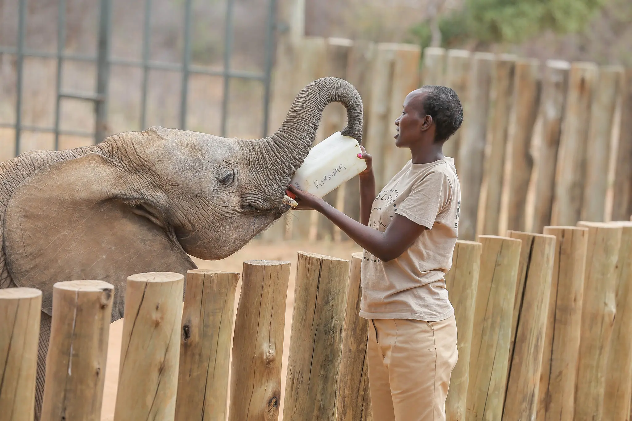 A woman cares for an elephant at a conservancy
