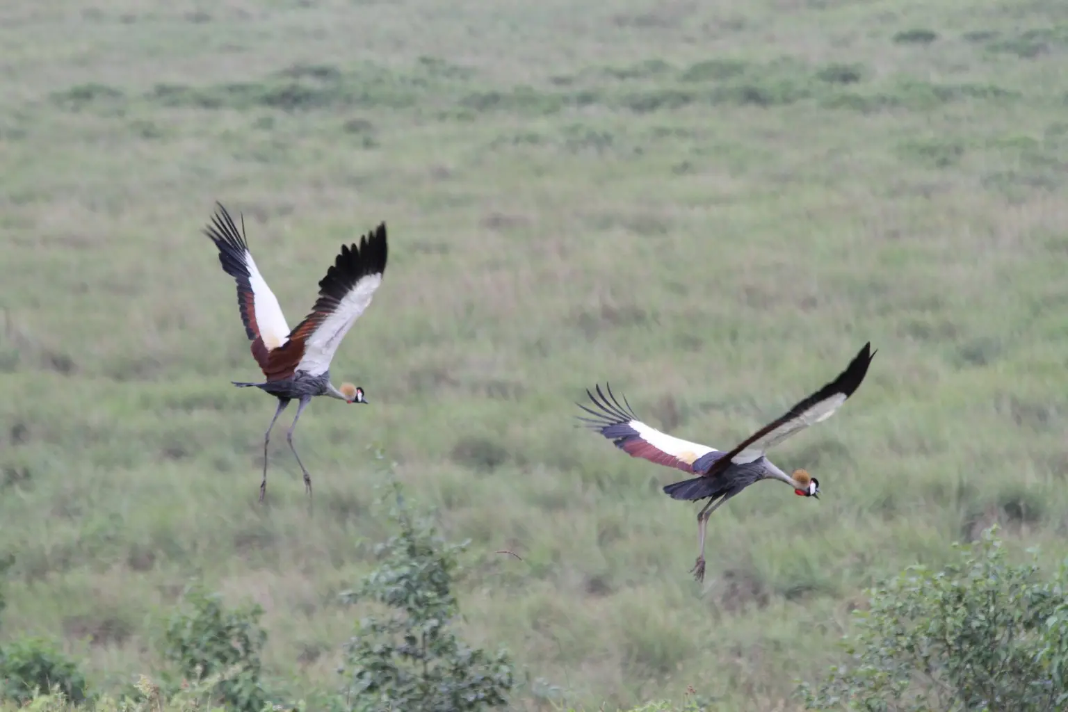 Free range Grey Crowned Cranes flying near Rughezi Marsh