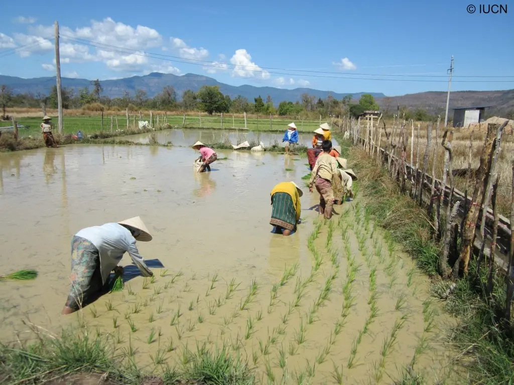 Rice cultivation in the Mekong basin