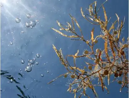 Sargassum in blue water