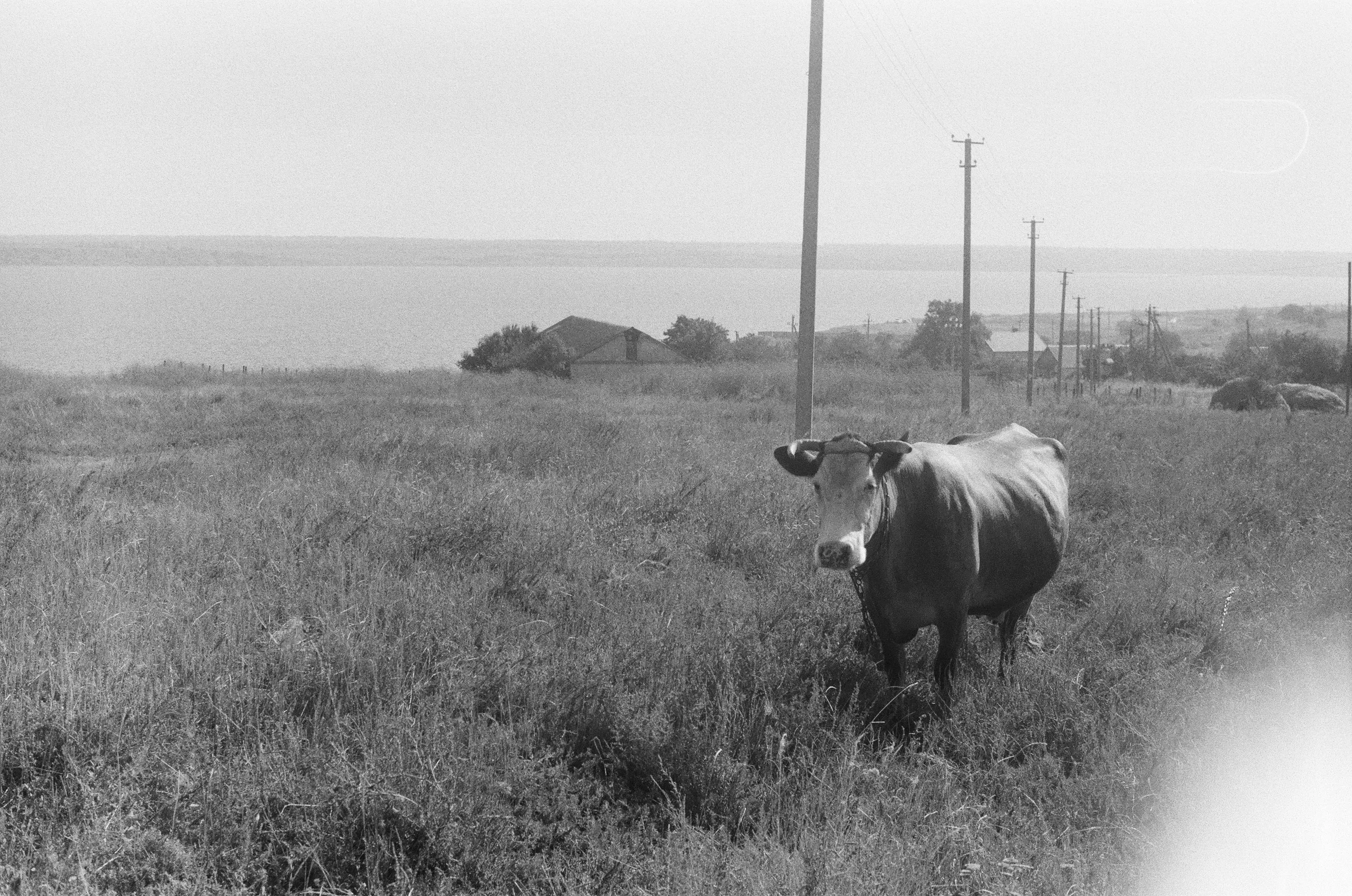 Ukraine Cow