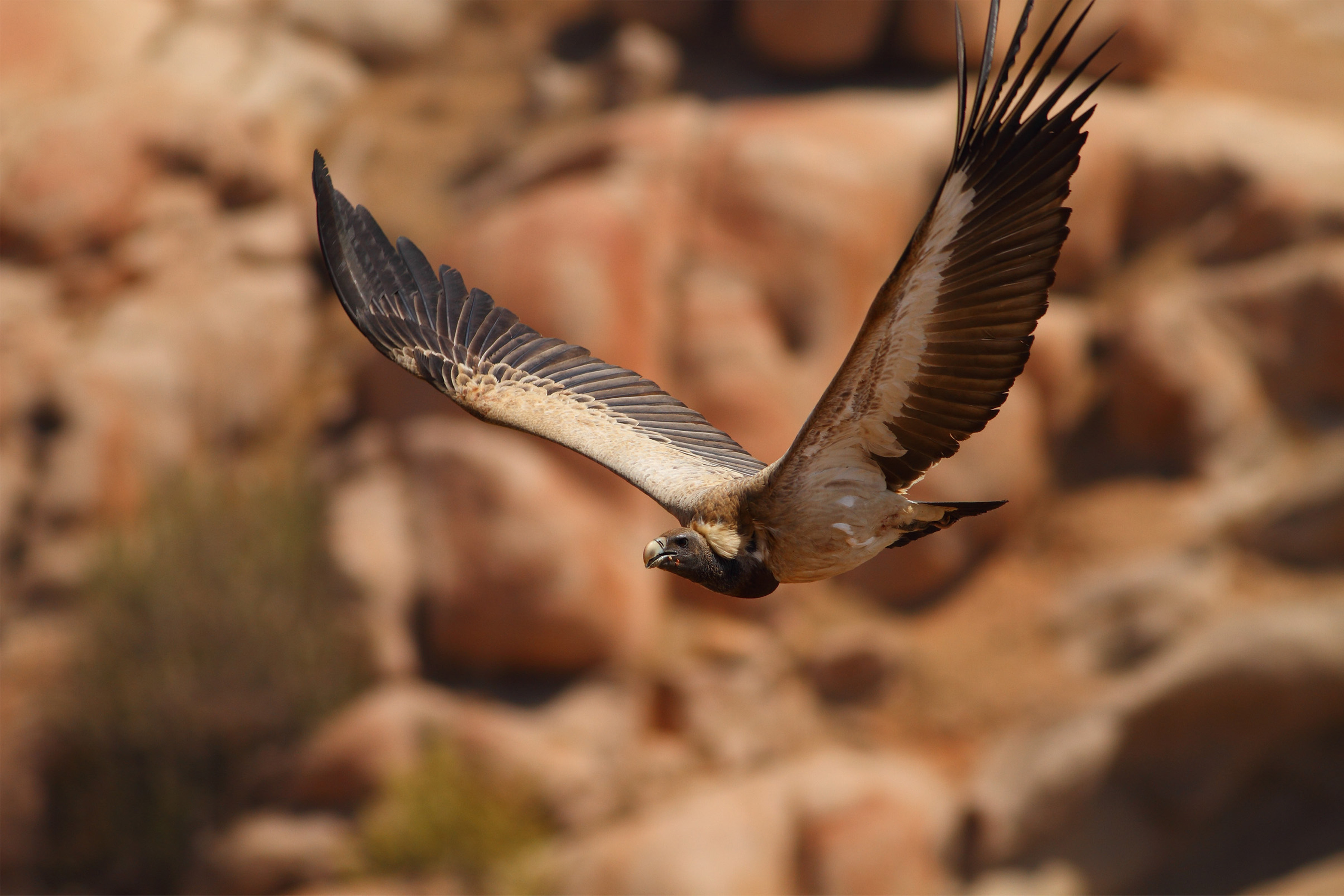 Vulture in flight in Pakistan