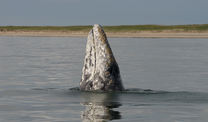 Western gray whale off the coast of Sakhalin Island